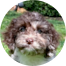 Cockapoo Puppies For Sale - Simply Southern Pups